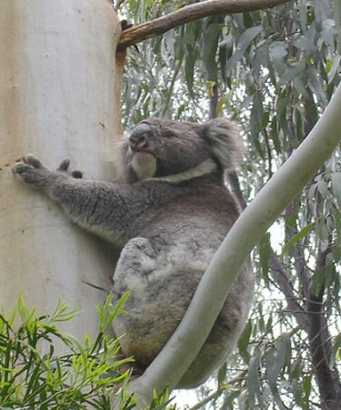 koala, by MLCM